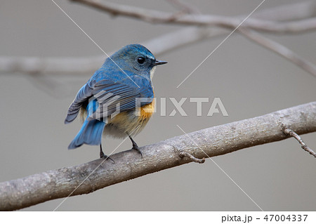 ルリビタキ ルリビタキ 47004337