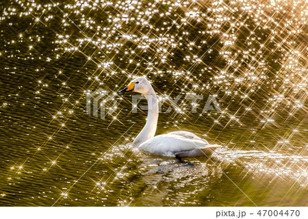 オオハクチョウ 47004470