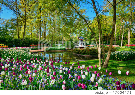 Keukenhof flower garden. Lisse, the Netherlands. 47004471
