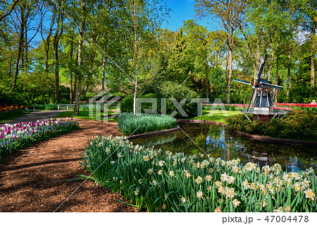 Keukenhof flower garden. Lisse, the Netherlands. Keukenhof flower garden. Lisse, the Netherlands. 47004478