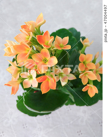 Kalanchoe blossfeldiana orange color blossoms  47004497