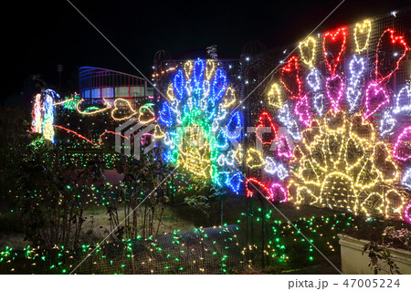 ロマンチック茨城（音と踊る光のハーモニー、ここは茨城フラワーパーク。夜のバラ園を彩る） 47005224