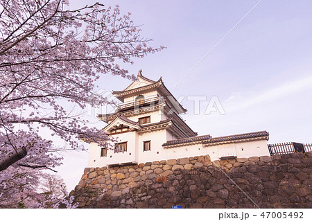 白石城　春　桜　城 47005492