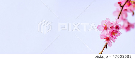 桜 さくら サクラ 47005685