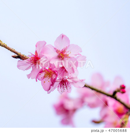 桜 さくら サクラ 47005688