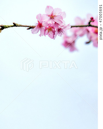 桜 さくら サクラ 47005691