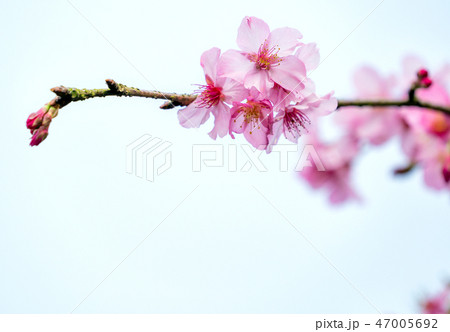 桜 さくら サクラ 47005692