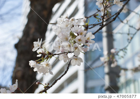 都会の桜 47005877