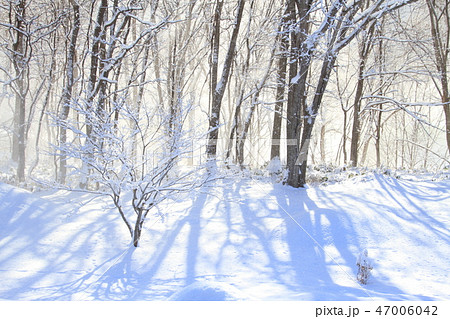 冬景色 雪面模様 木影 雑木林の写真素材