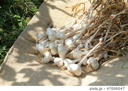 ニンニクの収穫、乾燥、家庭菜園 47006047
