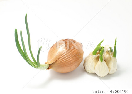 芽が出たタマネギとニンニク 47006190