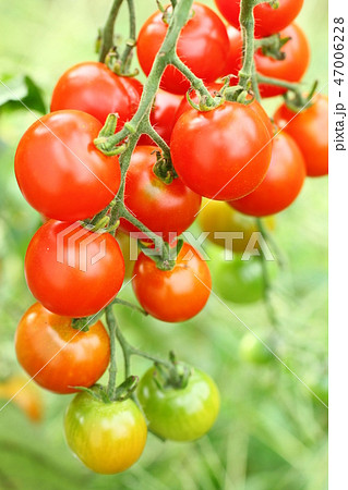 畑のミニトマト、新鮮、完熟、 畑のミニトマト、新鮮、完熟、 47006228