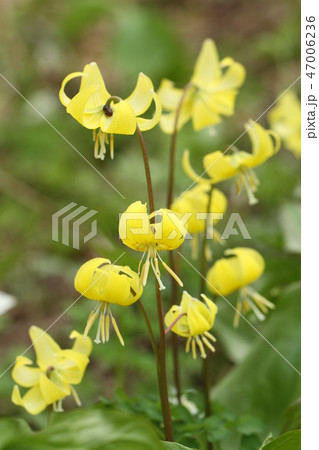 春、黄色いカタクリの花 47006236