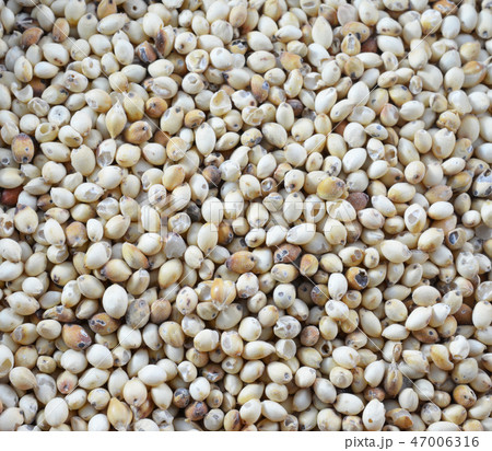 Sorghum rice background . 47006316