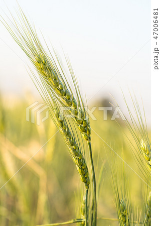 Barley grain hardy cereal growing in field Barley grain hardy cereal growing in field 47006481