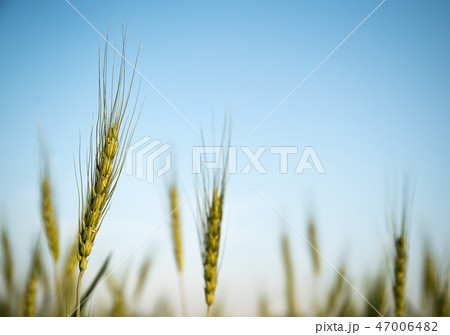 Image of barley corns growing in a field Image of barley corns growing in a field 47006482