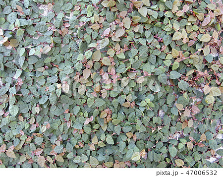 オオイタビ 47006532