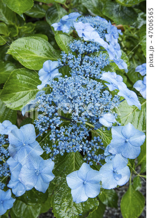 紫陽花 紫陽花 47006565