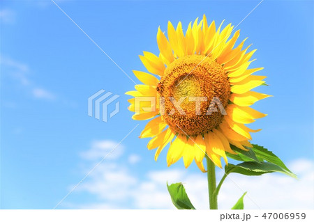 ひまわり 向日葵 ヒマワリ Sunflower ひまわり 向日葵 ヒマワリ Sunflower 47006959
