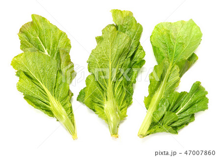 山形青菜 47007860