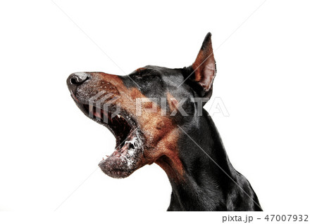 Doberman Dog Isolated on White Background in studio 47007932