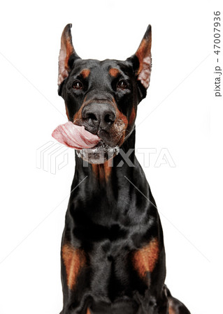 Doberman Dog Isolated on White Background in studio 47007936