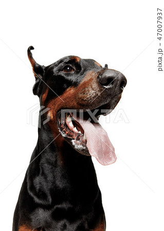Doberman Dog Isolated on White Background in studio 47007937