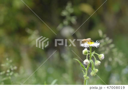 春紫苑と蜜蜂 春紫苑と蜜蜂 47008019