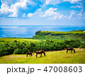 海の見える丘で草を食む与那国馬 47008603