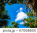 ハイビスカスと青空と雲 47008605