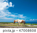 歩道を歩く与那国馬 47008608