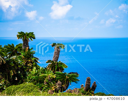 東崎の断崖に生えるソテツ 47008610