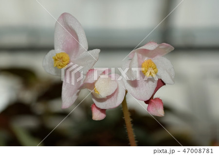 レックスベゴニア 光沢ピンクの花アップ 47008781