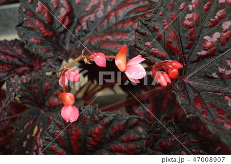 レックスベゴニア 黒い葉とピンクの花アップの写真素材