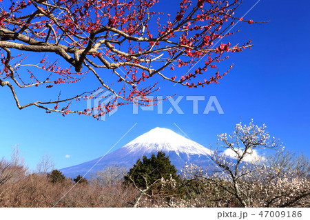 世界遺産 富士山 紅白梅 世界遺産 富士山 紅白梅 47009186