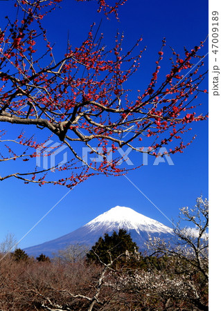 世界遺産　富士山　紅白梅 47009189