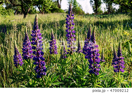 Blue field flowers Blue field flowers 47009212
