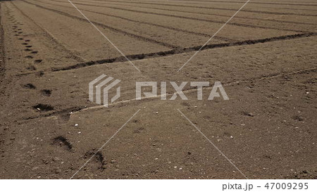 Virgin Soil 47009295