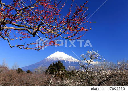 世界遺産　富士山　紅白梅 47009310