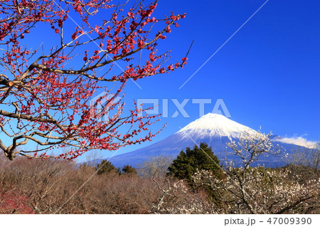 世界遺産　富士山　紅白梅　満開 47009390