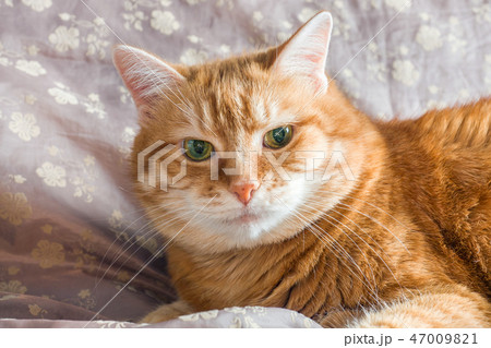 Red cat lying resting on a blanket 47009821