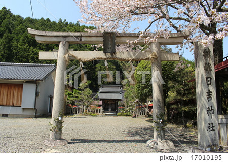 日吉神社の桜 47010195