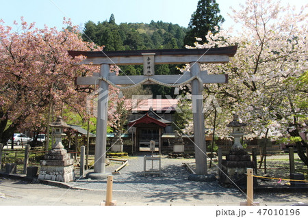 春日神社の黒田百年桜 47010196