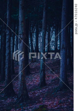 the trees in the forest in the mountain the trees in the forest in the mountain 47010240