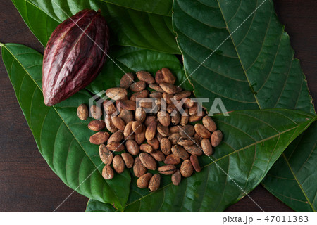 Raw chocolate ingredients 47011383