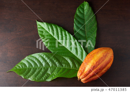 Organic cocoa theme 47011385