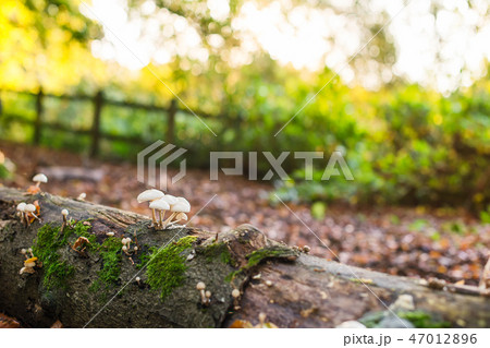 small mushrooms on the fall tree with moss 47012896