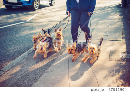 Cropped Woman walking yorkie, Yorkshire Terrier Cropped Woman walking yorkie, Yorkshire Terrier 47012904