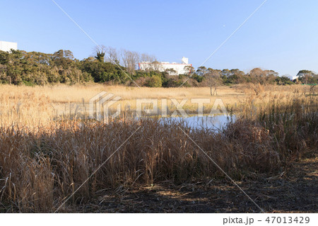 野鳥公園 野鳥公園 47013429