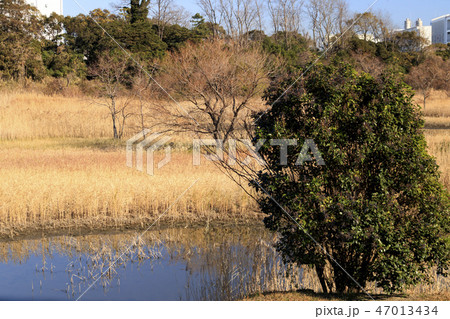 野鳥公園 野鳥公園 47013434